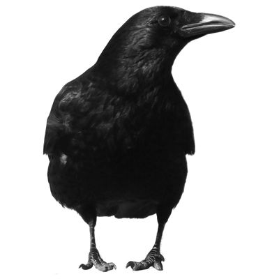 Raven PNG透明背景免抠图元素 16图库网编号:71392