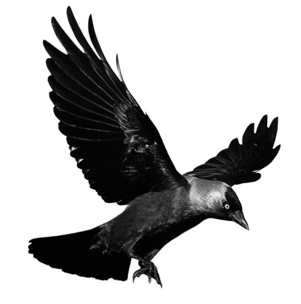Raven PNG透明元素免抠图素材 16素材网编号:71393