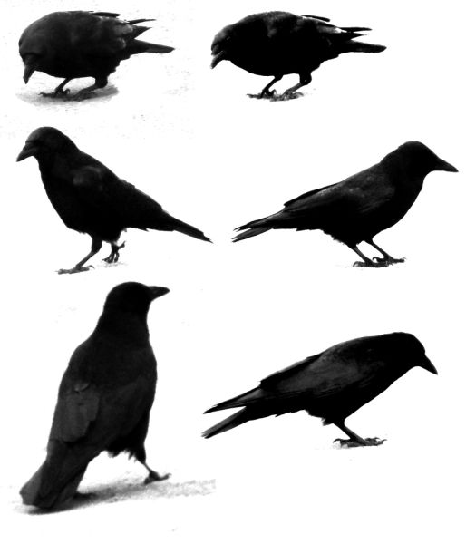Raven PNG免抠图透明素材 16设计网编号:71396