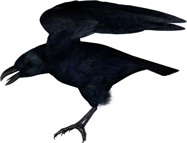 Raven PNG免抠图透明素材 16设计网编号:71398