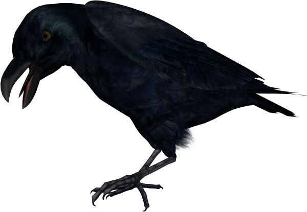 Raven PNG免抠图透明素材 16设计网编号:71399
