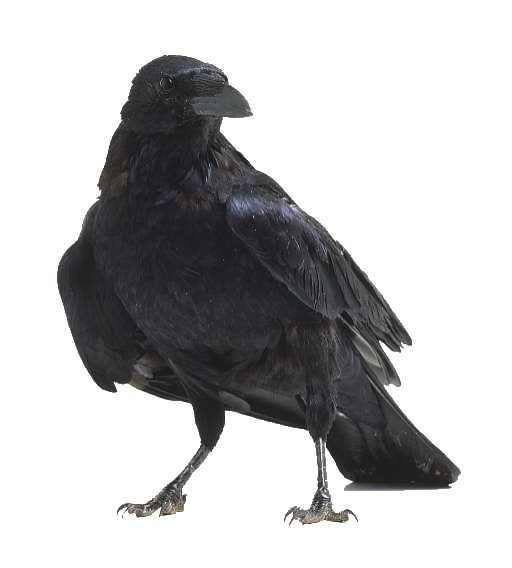 Raven PNG透明背景免抠图元素 16图库网编号:71400