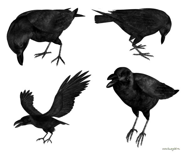 Raven PNG透明背景免抠图元素 16图库网编号:71401