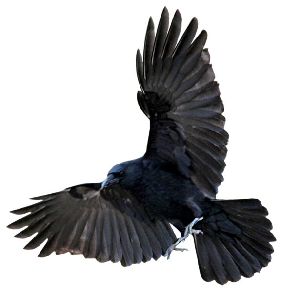 Raven PNG免抠图透明素材 16设计网编号:71402