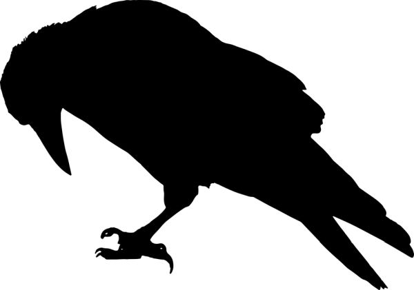 Raven PNG透明元素免抠图素材 16素材网编号:71403