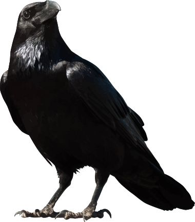 Raven PNG透明背景免抠图元素 16图库网编号:71404