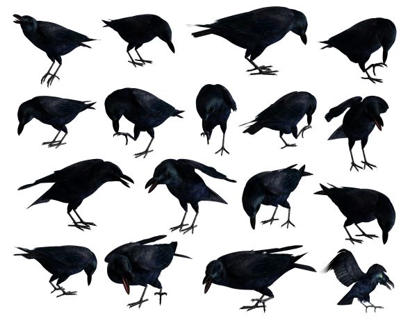 Raven PNG透明元素免抠图素材 16素材网编号:71405
