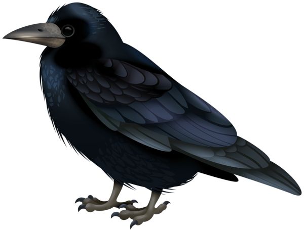 Raven PNG透明背景免抠图元素 16图库网编号:71407