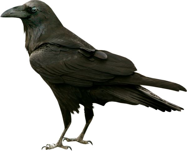Raven PNG透明背景免抠图元素 16图库网编号:71408