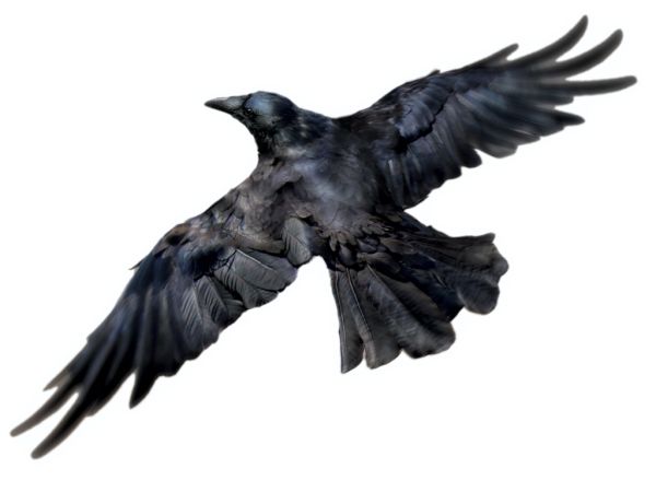 Raven PNG透明背景免抠图元素 16图库网编号:71411