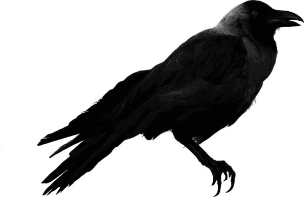 Raven PNG透明背景免抠图元素 16图库网编号:71412