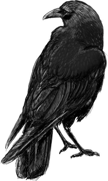 Raven PNG透明元素免抠图素材 16素材网编号:71377