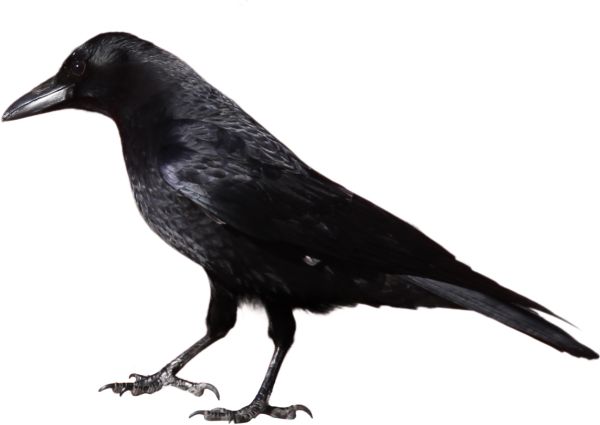 Raven PNG免抠图透明素材 素材天下编号:71415