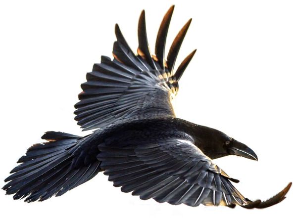 Raven PNG免抠图透明素材 16设计网编号:71416