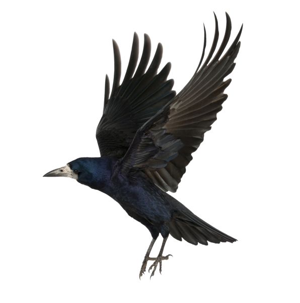 Raven PNG免抠图透明素材 16设计网编号:71417