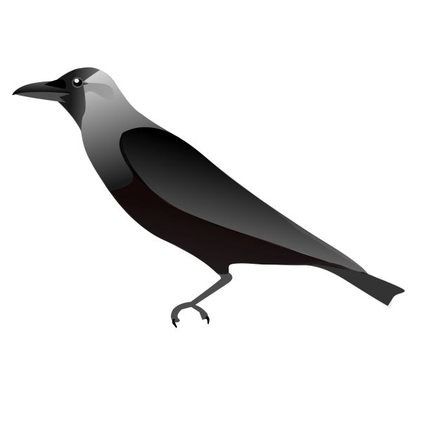 Raven PNG免抠图透明素材 16设计网编号:71418