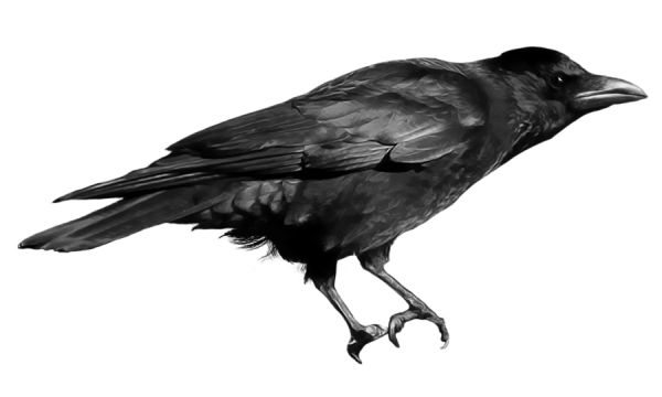 Raven PNG透明背景免抠图元素 16图库网编号:71422