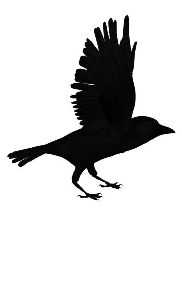 Raven PNG免抠图透明素材 16设计网编号:71378