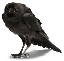 Raven PNG透明元素免抠图素材 16素材网编号:71424