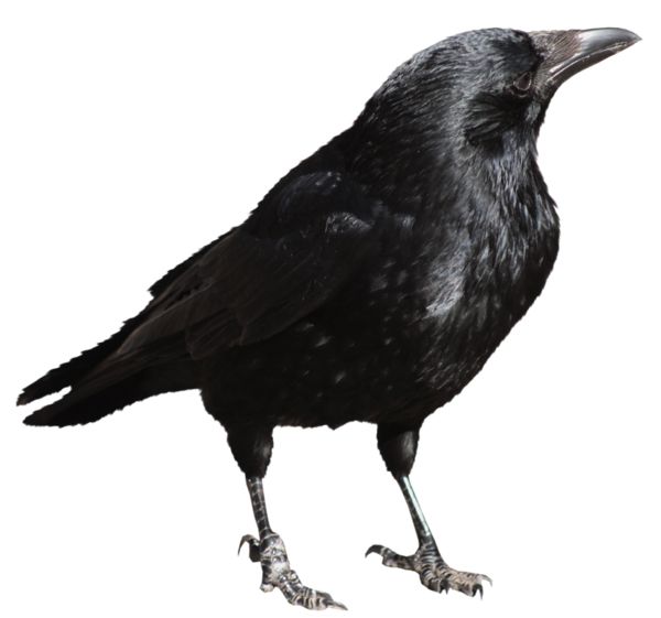 Raven PNG透明背景免抠图元素 16图库网编号:71426