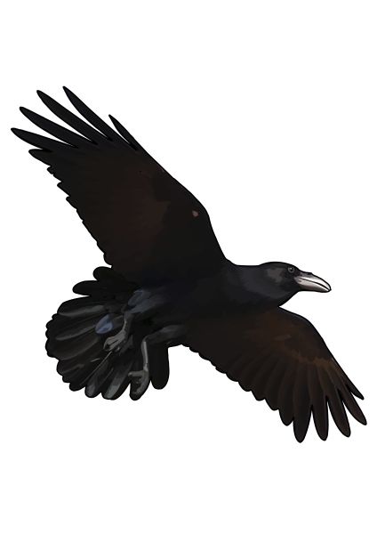 Raven PNG免抠图透明素材 16设计网编号:71427
