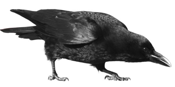 Raven PNG免抠图透明素材 16设计网编号:71428