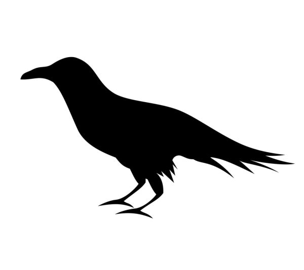 Raven PNG透明元素免抠图素材 16素材网编号:71430