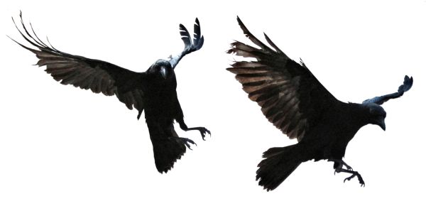 Raven PNG免抠图透明素材 16设计网编号:71431