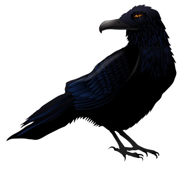 Raven PNG透明背景免抠图元素 16图库网编号:71432