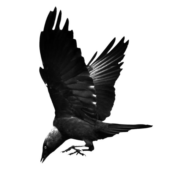 Raven PNG免抠图透明素材 16设计网编号:71435