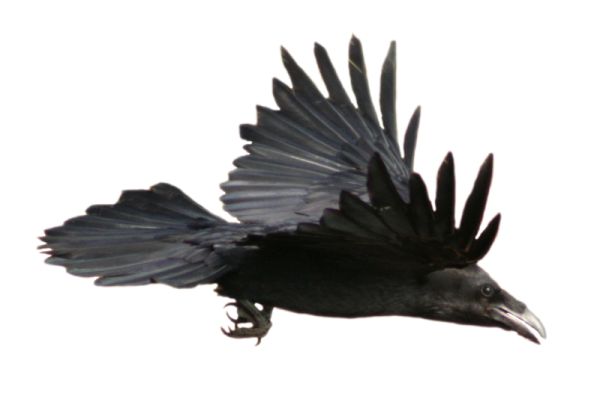 Raven PNG透明背景免抠图元素 16图库网编号:71436