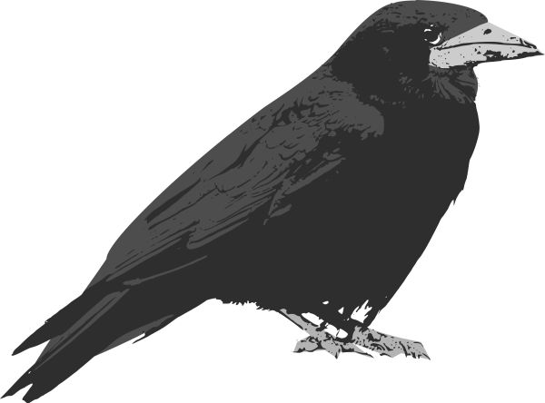 Raven PNG透明元素免抠图素材 16素材网编号:71440