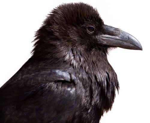 Raven PNG免抠图透明素材 16设计网编号:71442