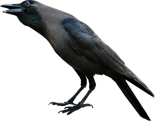Raven PNG免抠图透明素材 16设计网编号:71380