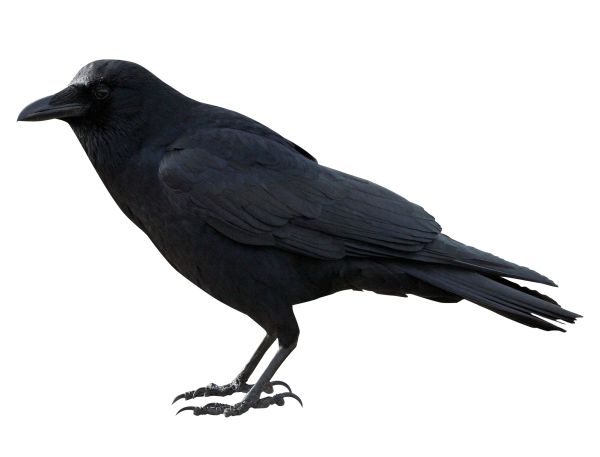 Raven PNG免抠图透明素材 16设计网编号:71443