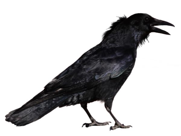Raven PNG透明元素免抠图素材 16素材网编号:71448
