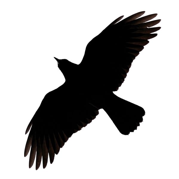 Raven PNG透明背景免抠图元素 16图库网编号:71451