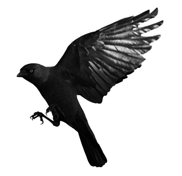 Raven PNG免抠图透明素材 16设计网编号:71453