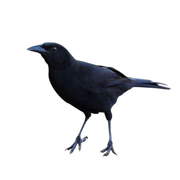 Raven PNG免抠图透明素材 16设计网编号:71454