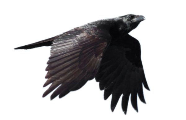 Raven PNG免抠图透明素材 16设计网编号:71455