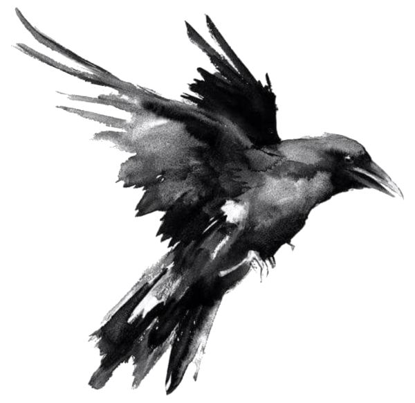 Raven PNG免抠图透明素材 16设计网编号:71460