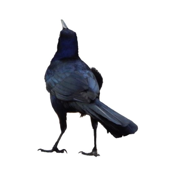 Raven PNG透明背景免抠图元素 16图库网编号:71461