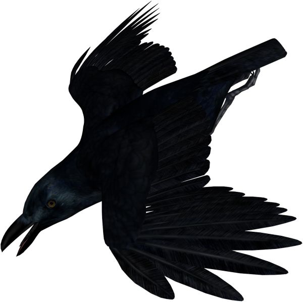 Raven PNG免抠图透明素材 16设计网编号:71382