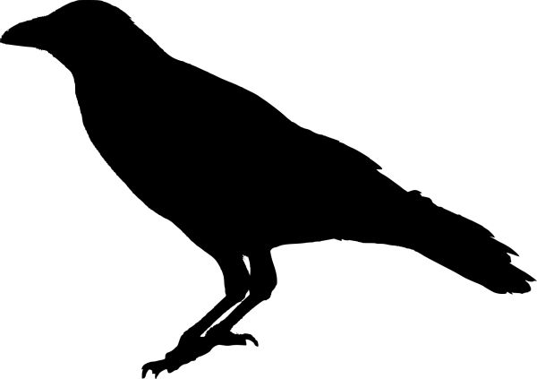 Raven PNG免抠图透明素材 16设计网编号:71463