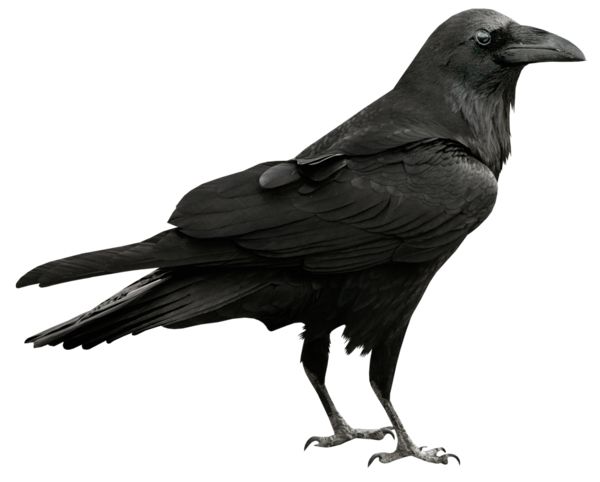 Raven PNG透明背景免抠图元素 16图库网编号:71464