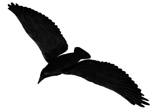 Raven PNG透明元素免抠图素材 16素材网编号:71466