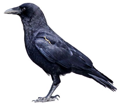 Raven PNG免抠图透明素材 16设计网编号:71468