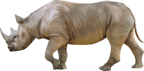 犀牛 PNG免抠图透明素材 16设计网编号:24778