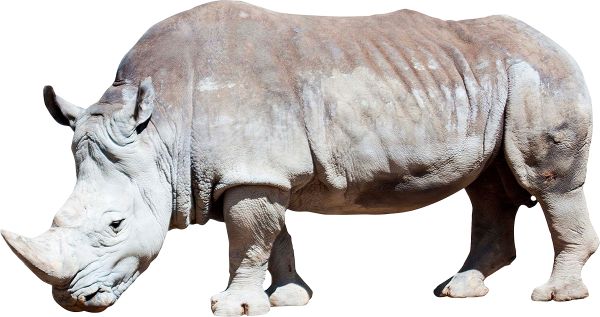 犀牛 PNG免抠图透明素材 16设计网编号:24779