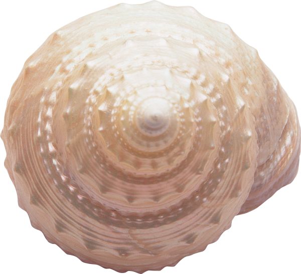 贝壳 PNG免抠图透明素材 16设计网编号:37083